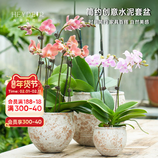 海蒂的花园旗舰店简约仿石水泥花盆桌面客厅阳台蕙兰蝴蝶兰套盆