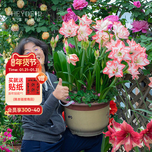 海蒂的花园旗舰店朱顶红种球红红火火进口开花球年宵花卉室内可种