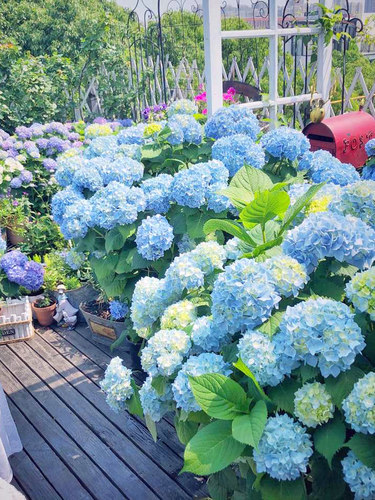 球鞠手素材模板 球鞠手图片下载 小麦优选