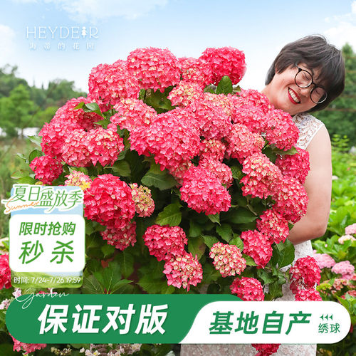基地自产绣球花苗累计销售58万+