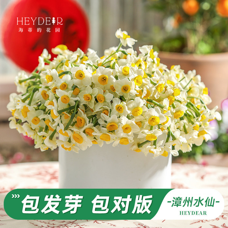 海蒂的花园旗舰店水仙花中国水仙种球漳州室内花卉水培植物年宵花,鲜花速递/花卉仿真/绿植园艺,种球/裸根,淘宝优惠券,粉丝福利购,淘宝优惠卷