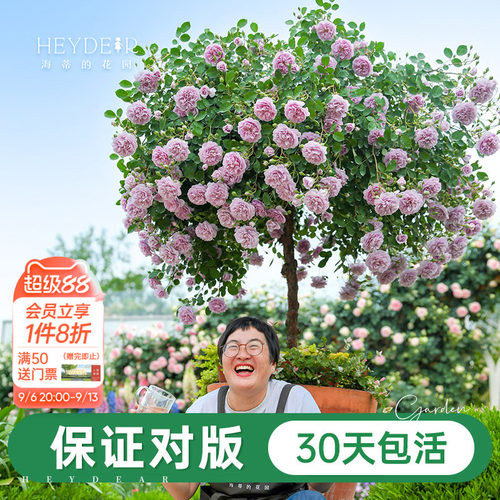 海妈家自产月季花苗易养护包对版