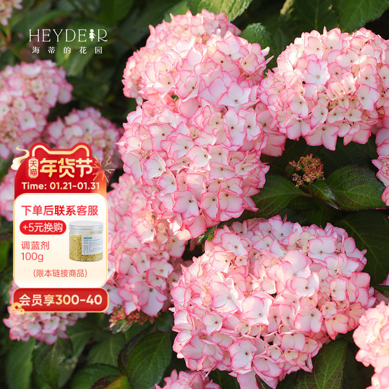 海蒂的花园绣球花苗塞布丽娜花卉植物海妈花园阳台庭院盆栽地栽苗,鲜花速递/花卉仿真/绿植园艺,绣球/木绣球/木本植物,淘宝优惠券,粉丝福利购,淘宝优惠卷