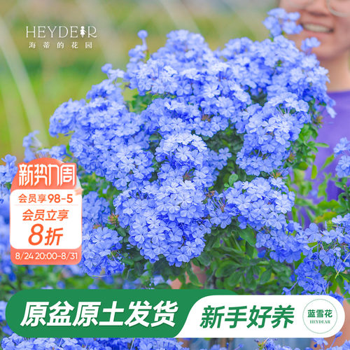 海蒂阳台蓝雪花海蒂的花园
