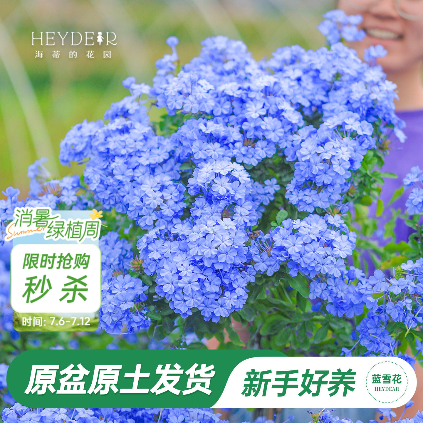 海蒂的花园旗舰店蓝雪花盆栽大苗棒棒糖阳台屋顶庭院易种花卉植物