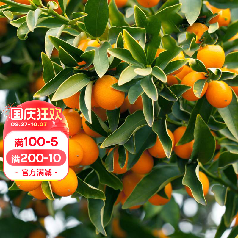 海蒂的花园家庭种植果树