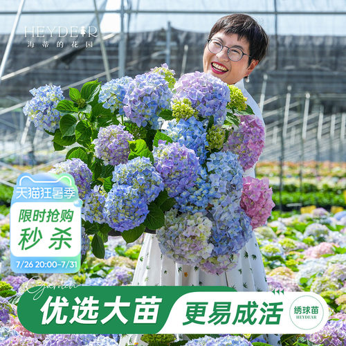 海蒂的花园旗舰店大花绣球花苗无尽夏大海蓝阳台庭院花卉盆栽植物 - 封面