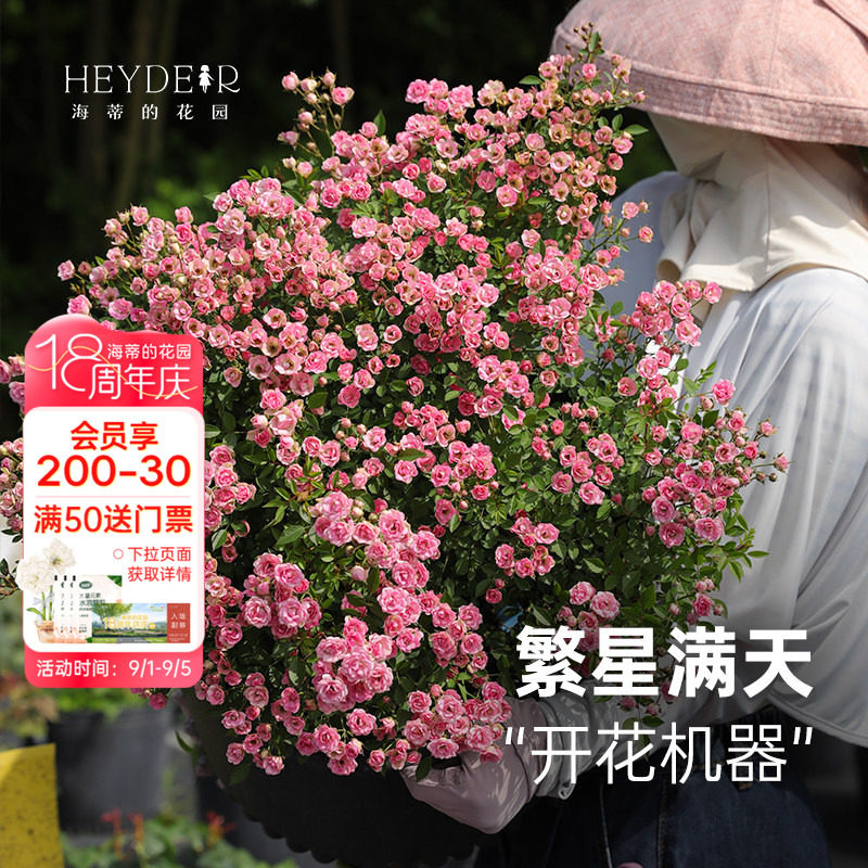 丰花灌木月季花量大花期长图片