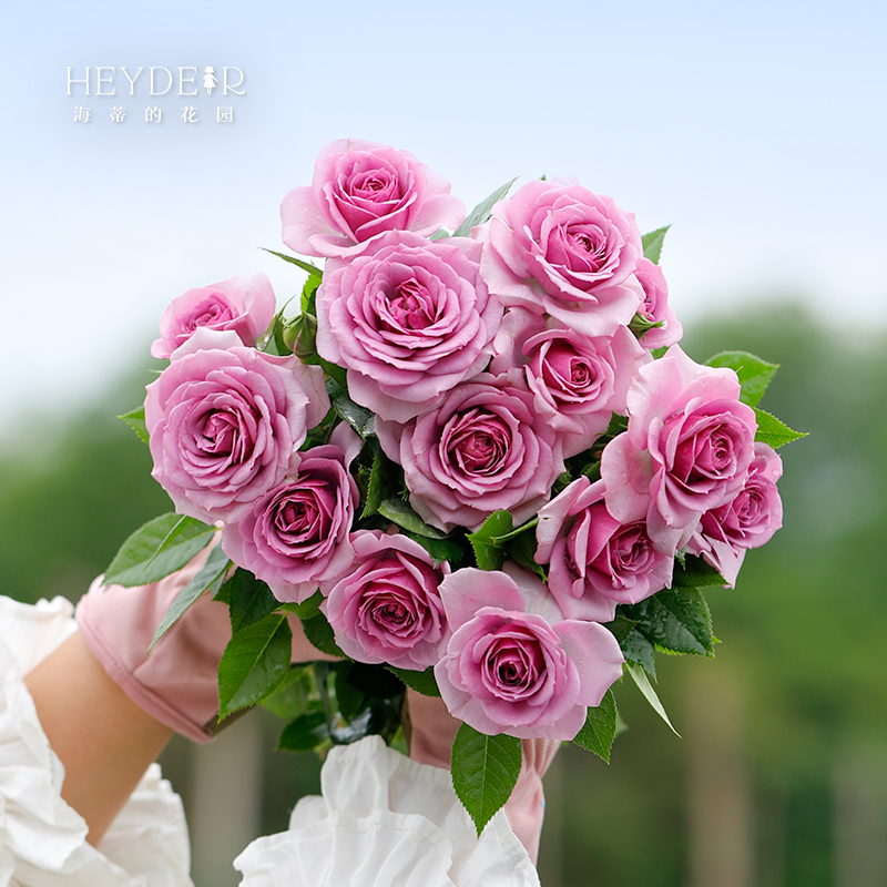 海蒂的花园薰衣草门廊勤花月季