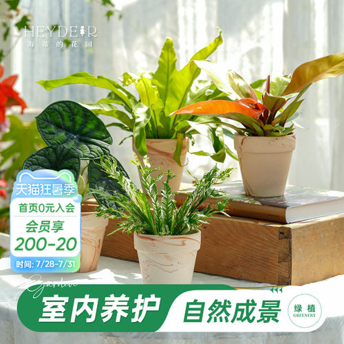 海蒂的花园成品绿植盆栽新手好养