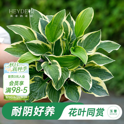 海蒂的花园玉簪阳台庭院观叶