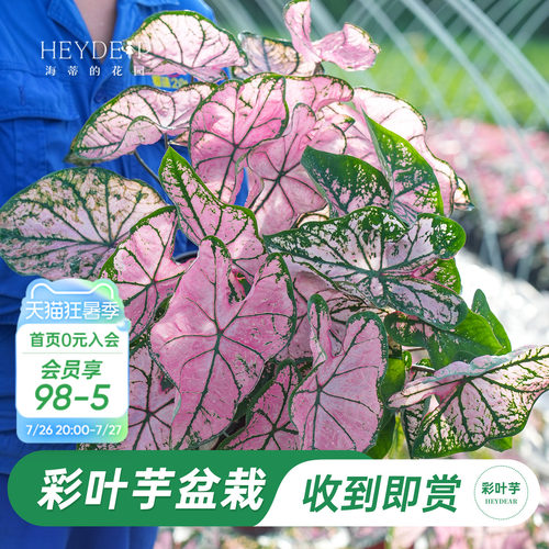 海蒂的花园彩叶芋盆栽苗