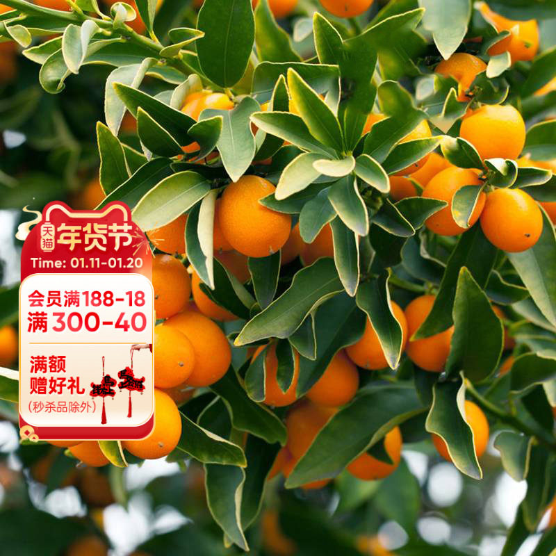 海蒂的花园旗舰店水果树果苗橘子树苗金桔树盆栽大树苗柑子树年桔,鲜花速递/花卉仿真/绿植园艺,果树,淘宝优惠券,粉丝福利购,淘宝优惠卷