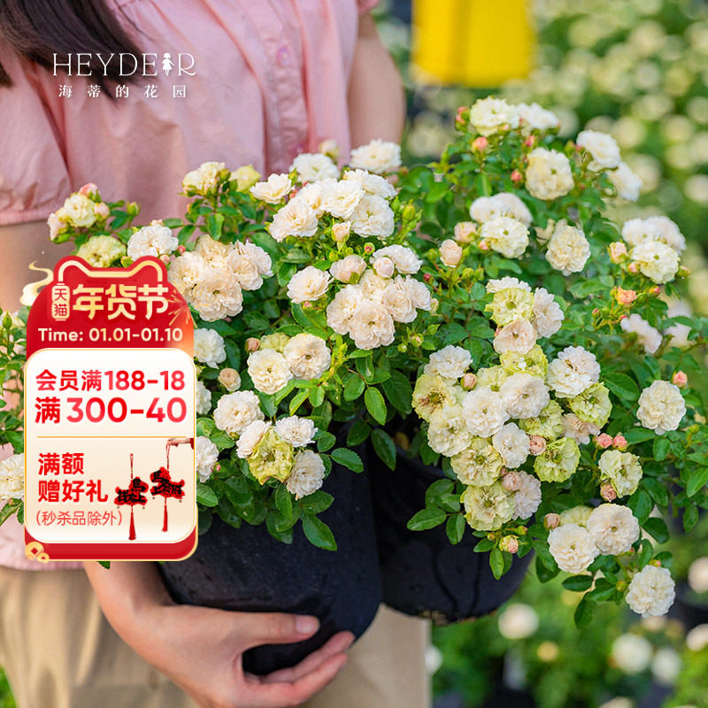 ���ٵĻ�԰�̱�΢���¼��Ứ�༾����������̨ͥԺ�������Ի��� 111.85Ԫ��5��(��22.37Ԫ/��)