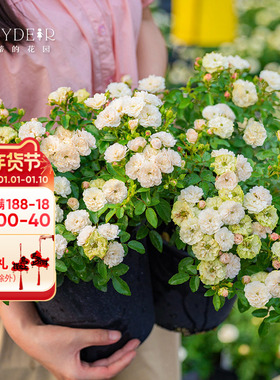 海蒂的花园绿冰微型月季丰花多季开花耐热阳台庭院花卉盆栽花苗