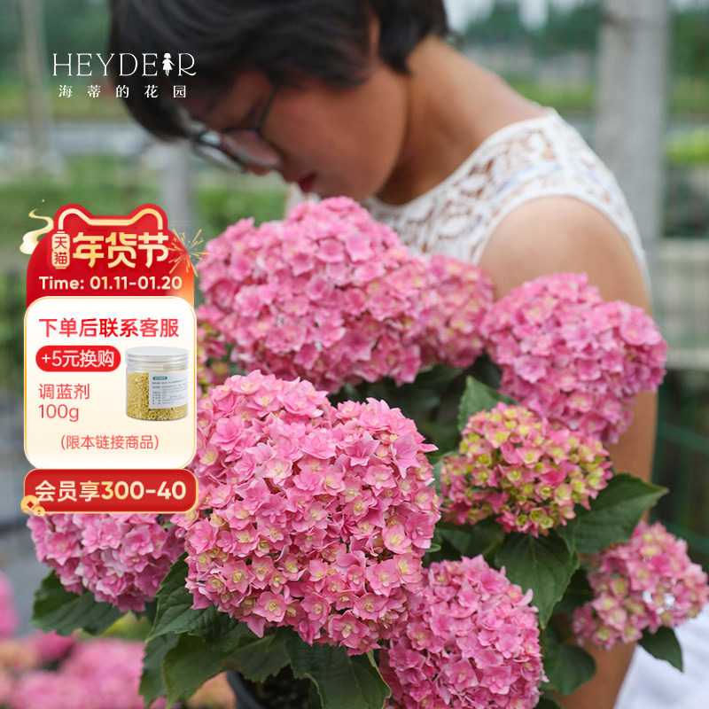 海蒂的花园绣球花苗太阳神殿花手鞠万华镜庭院阳台花卉植物盆栽,鲜花速递/花卉仿真/绿植园艺,绣球/木绣球/木本植物,淘宝优惠券,粉丝福利购,淘宝优惠卷