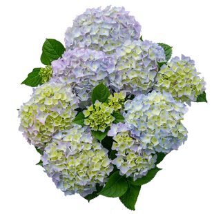 海蒂的花园 姹紫嫣红易调色大花绣球阳台庭院木本花卉植物盆栽苗