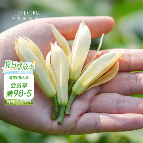 多季节开花黄角兰树苗四川发货
