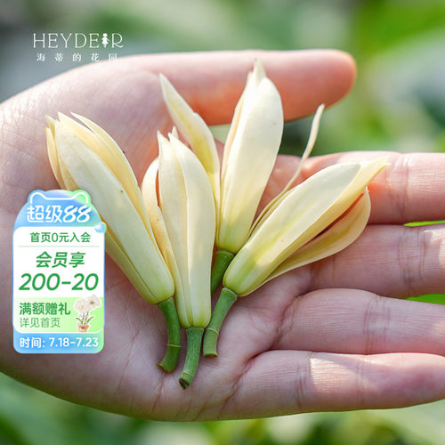 多季节开花黄角兰树苗四川发货
