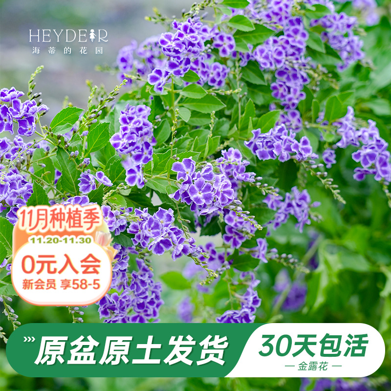 金露花紫色常绿花灌木木本花卉