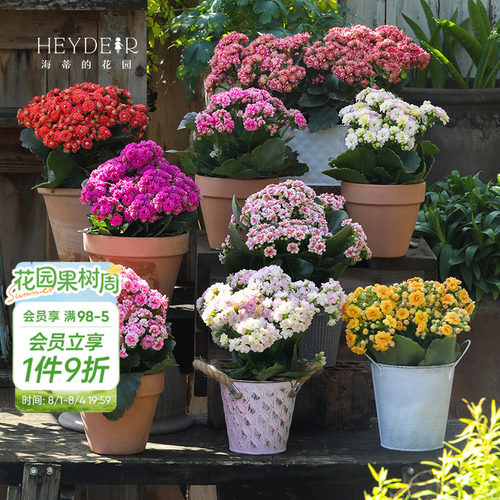 海蒂的花园官方旗舰店长寿花盆栽室内阳台桌面植物花卉带花苞发货