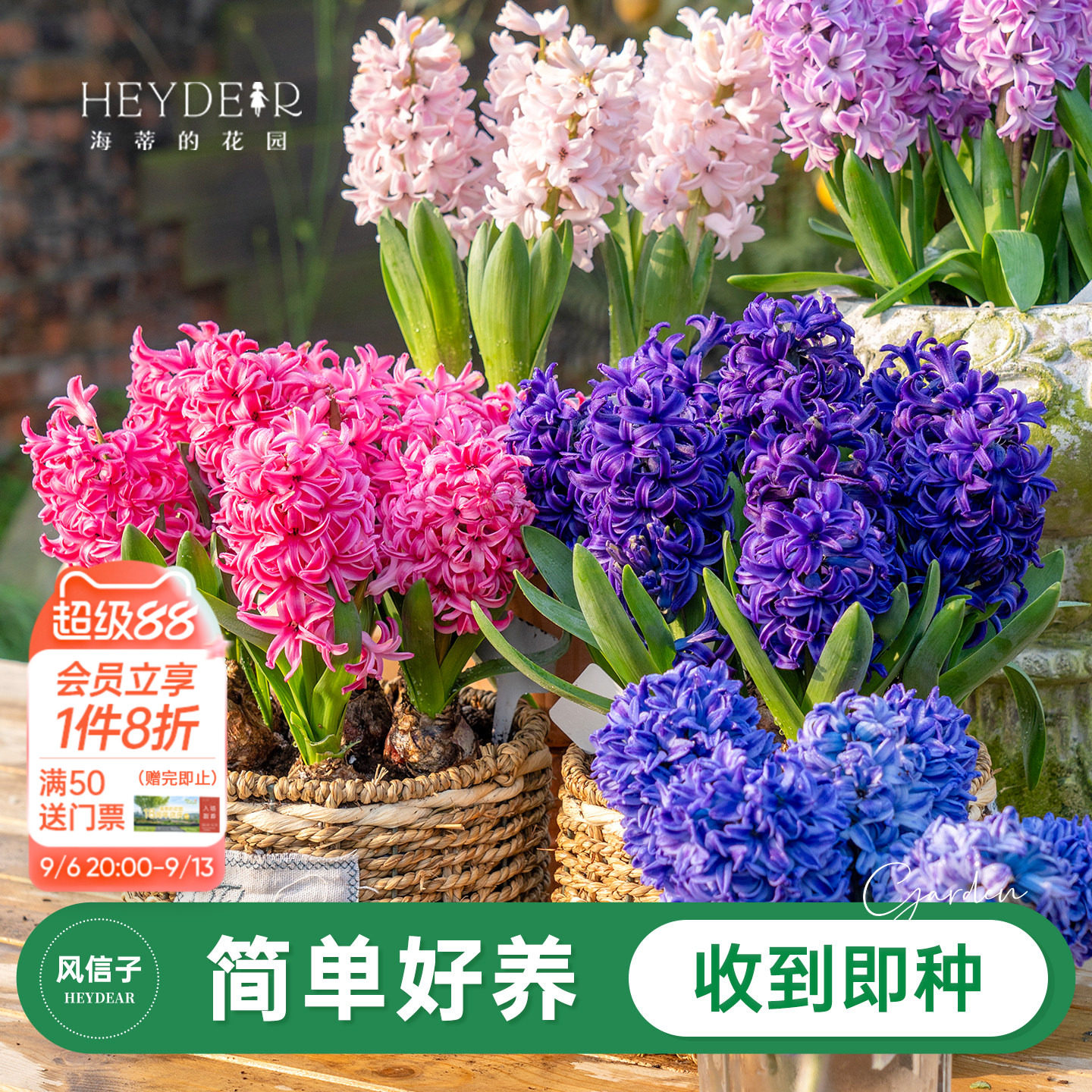 海蒂的花园旗舰店风信子种球球根阳台盆栽地栽水培花卉植物