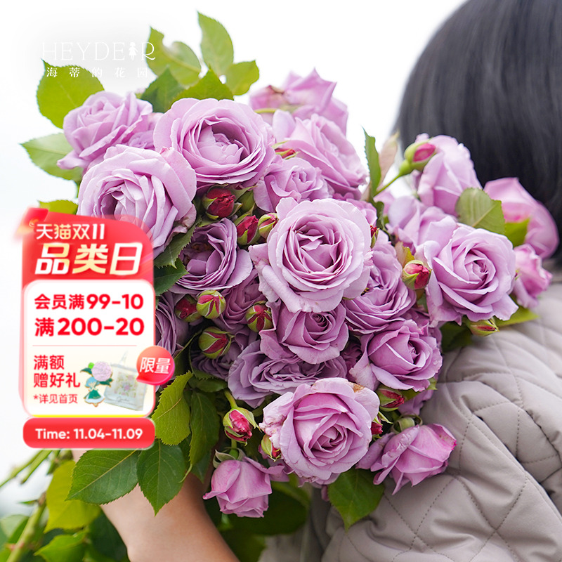 勤花丰花好养易活盆栽苗