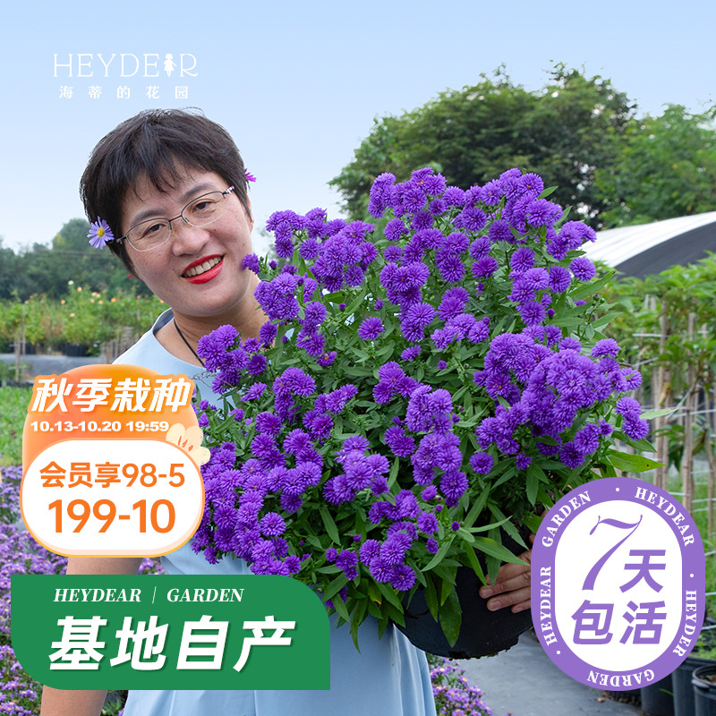 耐热耐寒草花全国均可栽种