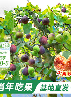 无花果盆栽大果特级高品质易养活