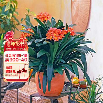 海蒂的花园君子兰花卉室内美化