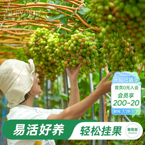 海妈家葡萄树果苗盆栽