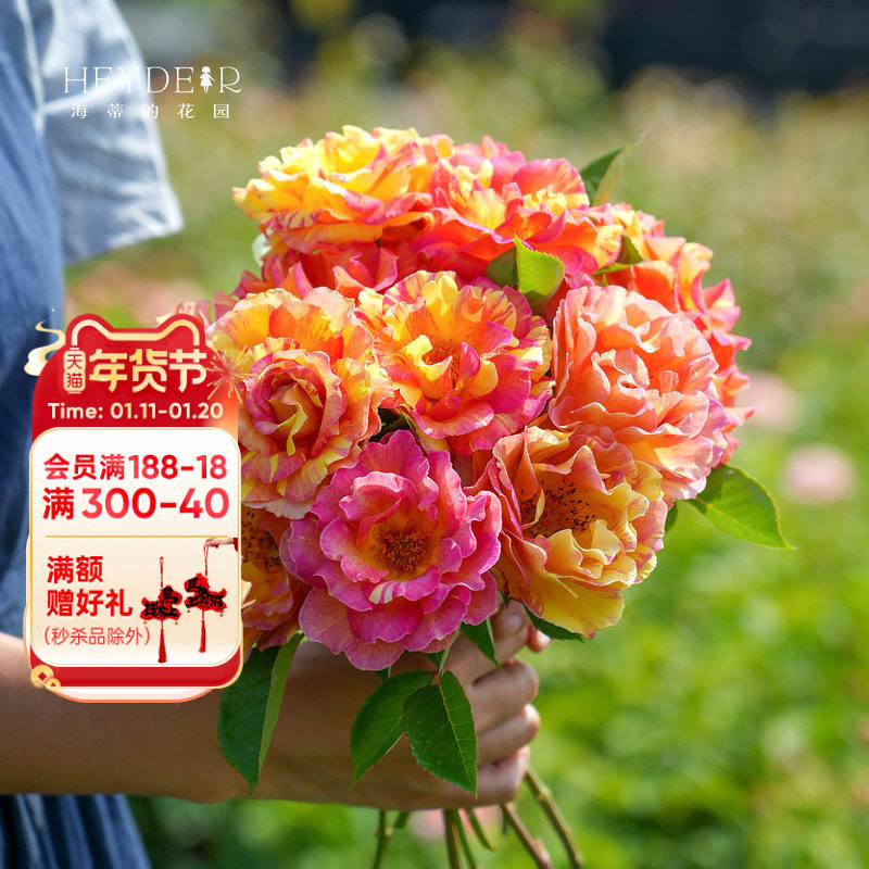 海蒂的花园 巴黎女士直立月季勤花抗病多季开花阳台庭院盆栽花苗,鲜花速递/花卉仿真/绿植园艺,月季/蔷薇/玫瑰,淘宝优惠券,粉丝福利购,淘宝优惠卷