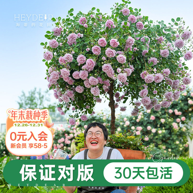 ���ٵĻ�԰�콢���¼�������ɫ�����ɫ��ɳ��ʯ�����¼��������� 19.81Ԫ