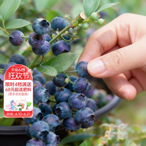 海蒂的花园旗舰店蓝莓树果苗北方可种绿植庭院盆栽蓝莓树果苗阳台