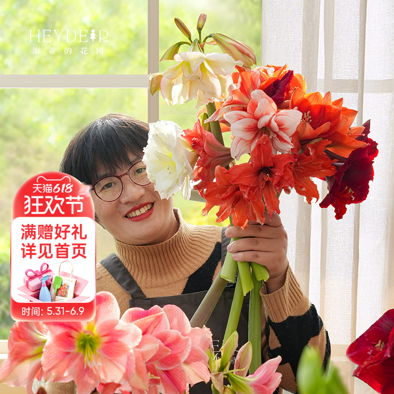 海蒂的花园旗舰店朱顶红进口重瓣种球盆栽阳台花卉盆栽球根植物