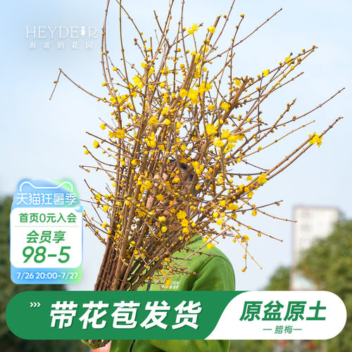 海蒂的花园腊梅花苗易活好养