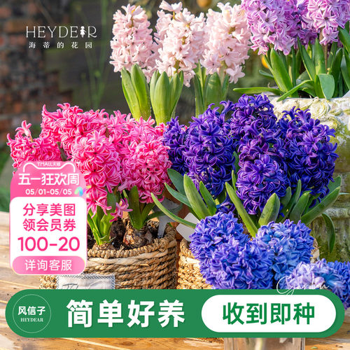 进口风信子60天开花