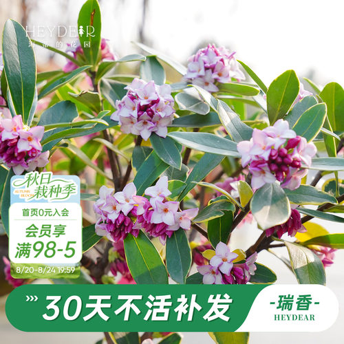 海蒂的花园金边瑞香阳台花卉