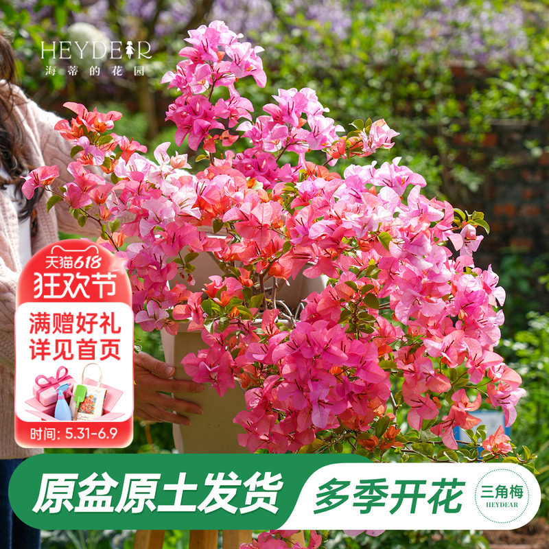 海蒂的花园旗舰店重瓣三角梅盆栽树苗耐热花卉植物绿樱阳台爬藤
