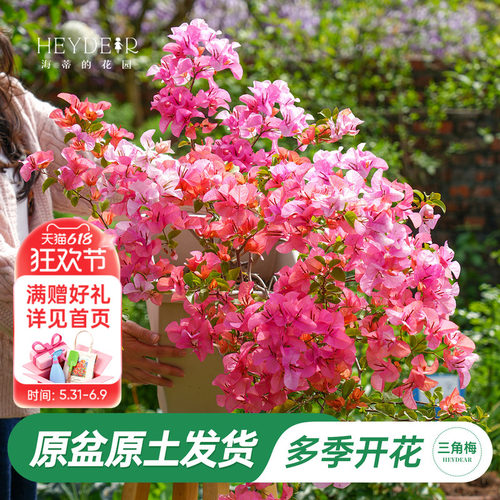 带盆发货30天包活品牌保障