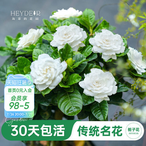 浓香栀子花盆栽大花栀子花