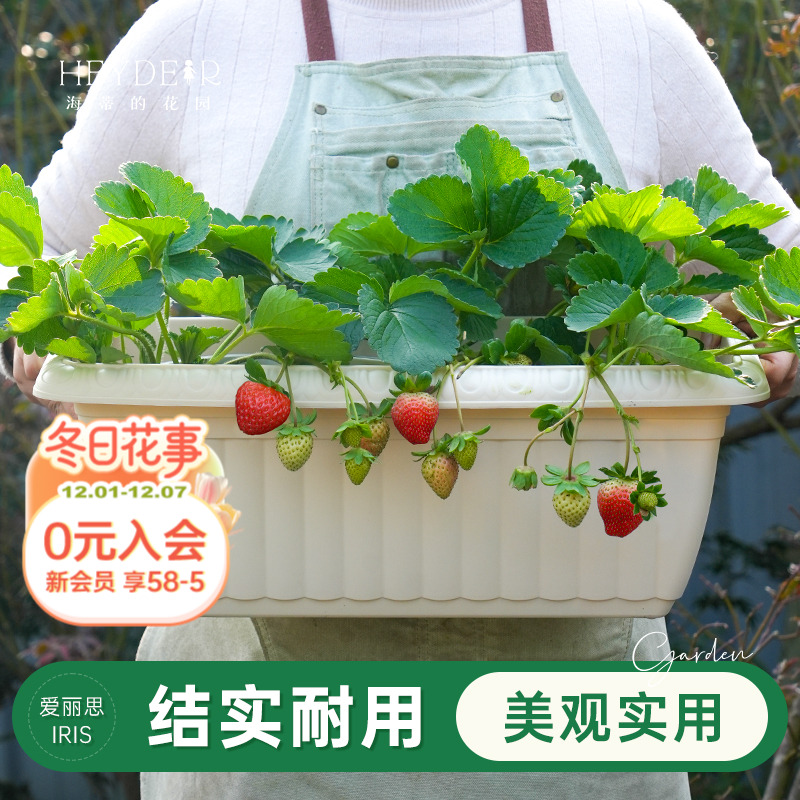 爱丽思花盆质轻耐用可种蔬菜