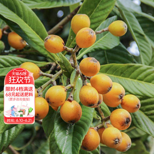 种植白沙枇杷海蒂的花园