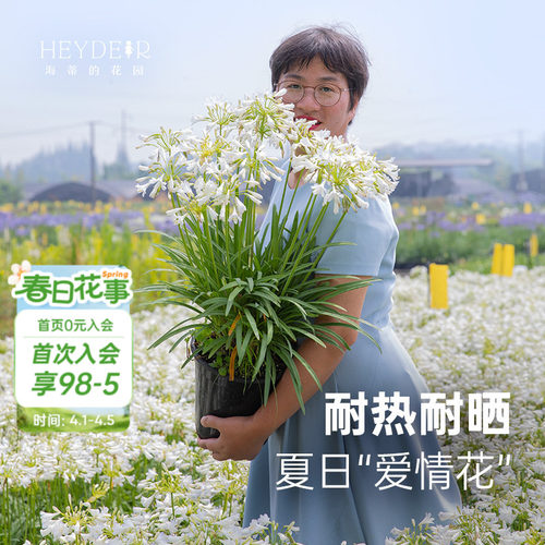小众花园植物百子莲盆栽植物