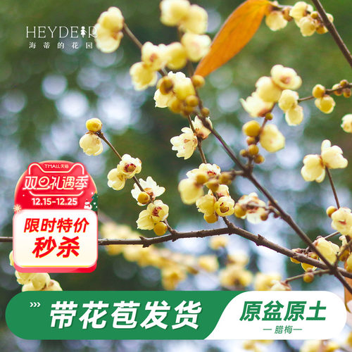 海蒂的花园腊梅花苗易活好养