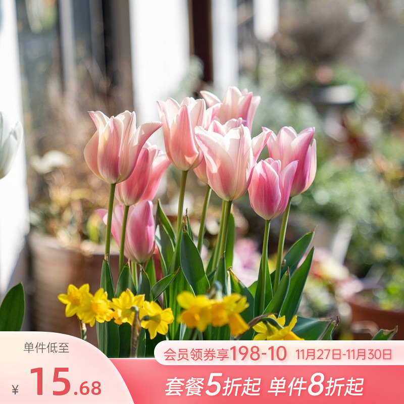 海蒂的花园郁金香种球自然球阳台盆栽花卉进口球根植物花卉盆栽