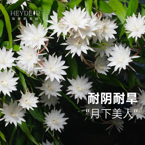 海蒂的花园昙花多年生好养花卉