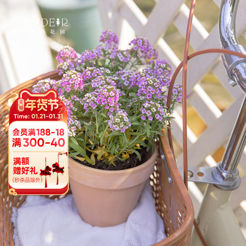 海蒂的花园 香雪球垂吊植物搭配花园组合多季开花长势好花卉盆栽,鲜花速递/花卉仿真/绿植园艺,时令草本花卉,淘宝优惠券,粉丝福利购,淘宝优惠卷