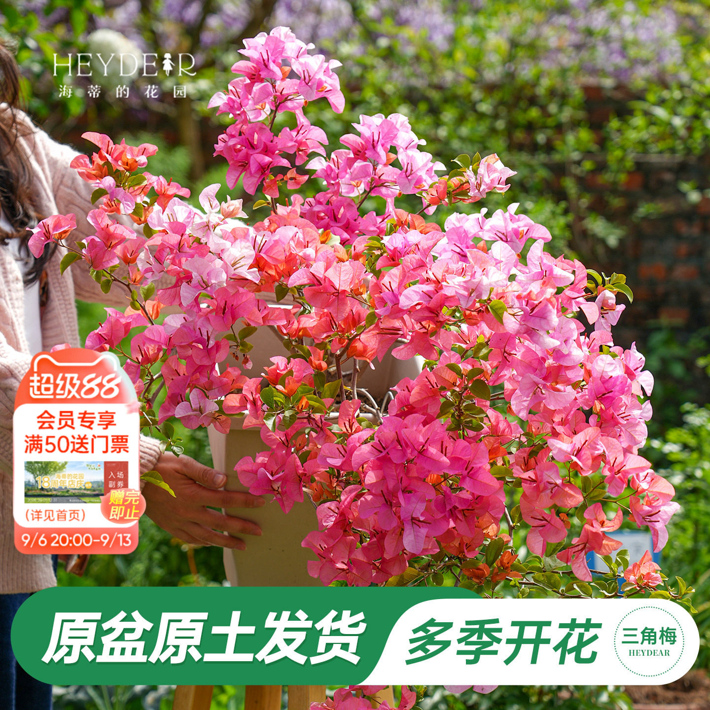 带盆发货30天包活品牌保障图片