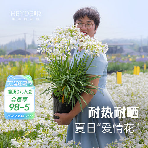 小众花园植物百子莲盆栽植物